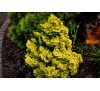 Кипарисовик туполистный  Нана Лютеа (Nana Lutea) С2